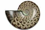 Polished Ammonite (Cleoniceras) Fossil - Madagascar #339167-1